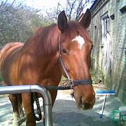 Anden særlig race Ricco (Gammel part)