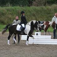 Anden særlig race Lady blue eye/ Gubben