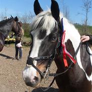 Anden særlig race Lady blue eye/ Gubben