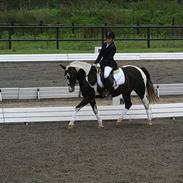 Anden særlig race Lady blue eye/ Gubben