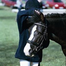 New Forest Højmarkens Niño (minde)<3