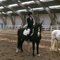 New Forest Højmarkens Niño (minde)<3