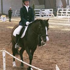 New Forest Højmarkens Niño (minde)<3