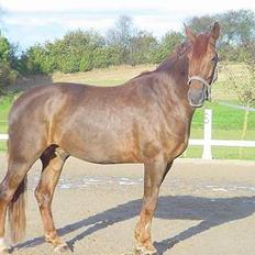 Anden særlig race orlando