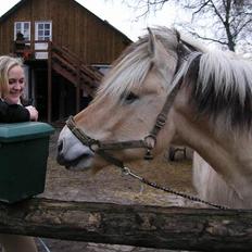 Fjordhest Claus - Gammel Part :'/