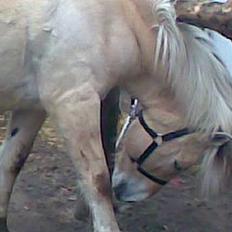 Fjordhest Claus - Gammel Part :'/