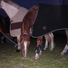 Anden særlig race Totti <3  *SOLGT* 