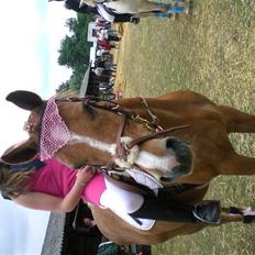 Hollandsk Sportspony Ilona <,3 SOLGT