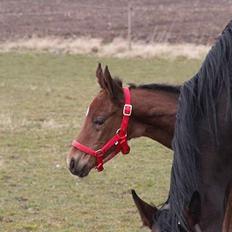 Oldenborg Borgstrøms Pepita