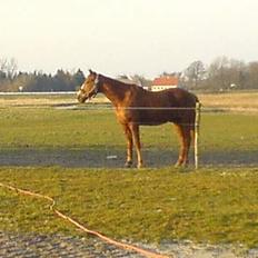 Traver Charmeur ***R.I.P***