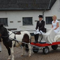 Anden særlig race plys