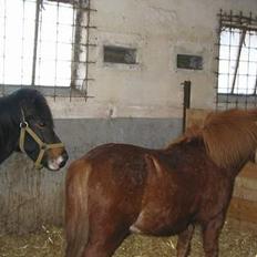 Anden særlig race plys