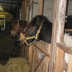 Anden særlig race plys