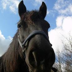 Anden særlig race Sille