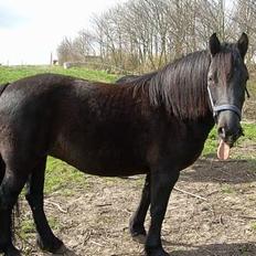 Anden særlig race Sille