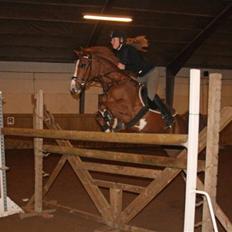 Hollandsk Sportspony Ferrari  