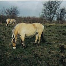 Fjordhest Bakkebo´s Thekla (savn)