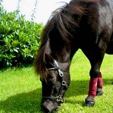 Shetlænder Miranda †