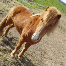 Islænder Assa fra Himlingøje