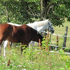 New Forest Elmholts Østwind