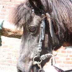 Shetlænder Mille    ~Solgt :'(~