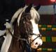 Anden særlig race Lady blue eye/ Gubben