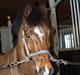New Forest Cadence SOLGT