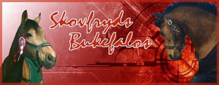 Anden særlig race Skovfryds Bukefalos/Bukki - Tak til Sarah - Felix (L) :bb´ . - for dette flotte billed. billede 17