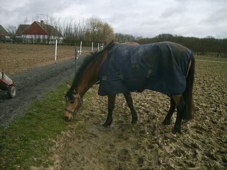 Anden særlig race Skovfryds Bukefalos/Bukki - Lad mig slappe lidt af nu <3<3 billede 20