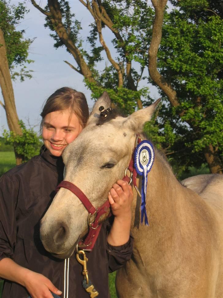 Anden særlig race Monceur (solgt) - 2 plads i lydigheds konkurrence til mini stævne ud af 17. hun var den yngste af alle heste billede 6