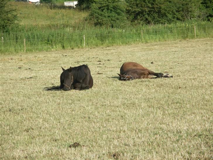 Dansk Varmblod Tovdal´s santana - Åhhh, min bedste veninde Safir og jeg ligger lige og sover længe billede 5