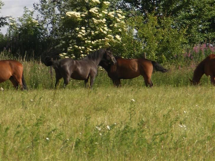 Dansk Varmblod Tovdal´s santana - ihh, en dejlig sommerdag billede 6