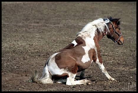 Anden særlig race Mexi <3 Solgt ;( - Føler mig lidt tung i røven idag. billede 14