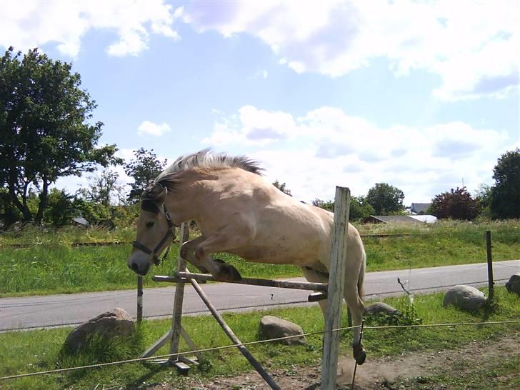 Anden særlig race Buller R.I.P - Buller springer 110 billede 13