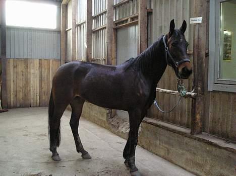 Traver Herculine billede 8