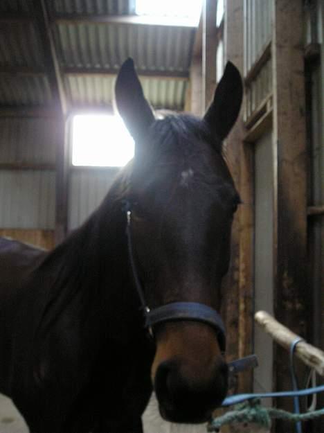 Traver Herculine billede 9