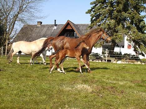 Anden særlig race Artesia - D. 1/4 Artesia og Sweet Escape, elsker det billede billede 16