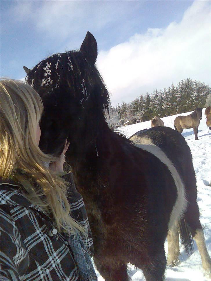 Islænder Klár fra Krossi - wEE, en dejlige vinter moargen  <´333( i må kun kopirere billederne hvis i få lov af mig ) billede 9
