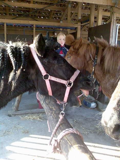 Islænder Klár fra Krossi - HUN ER FOR LÆKKER <3( i må kun kopirere billederne hvis i få lov af mig ) billede 10