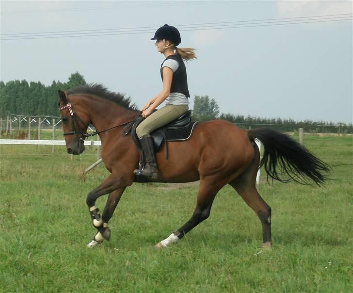 New Forest Penny Lane ** solgt - Penny i galop . :D . <3 billede 18