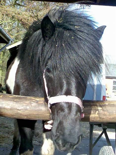 Islænder Klár fra Krossi - elsker dig min skat ( i må kun kopirere billederne hvis i få lov af mig ) billede 12