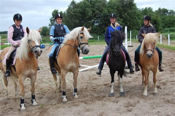 Islænder Klár fra Krossi - oppe ved penneveninderne. <33( i må kun kopirere billederne hvis i få lov af mig ) billede 13