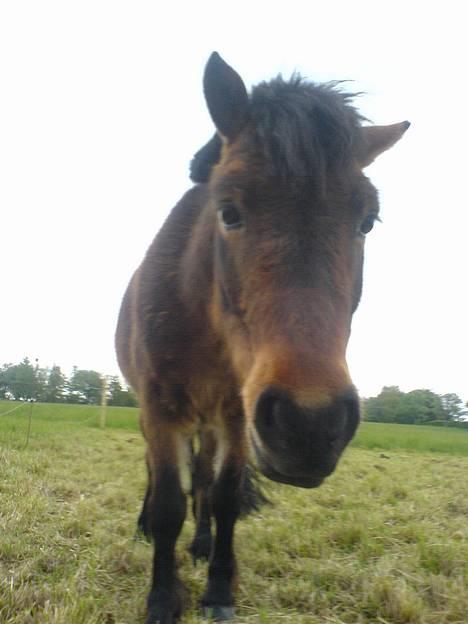 Anden særlig race Timon - charmetrolden billede 1