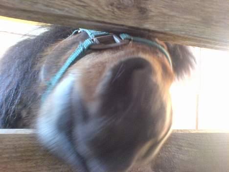 Anden særlig race Timon billede 2