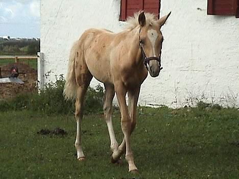 Palomino Lysgaards Diva billede 14