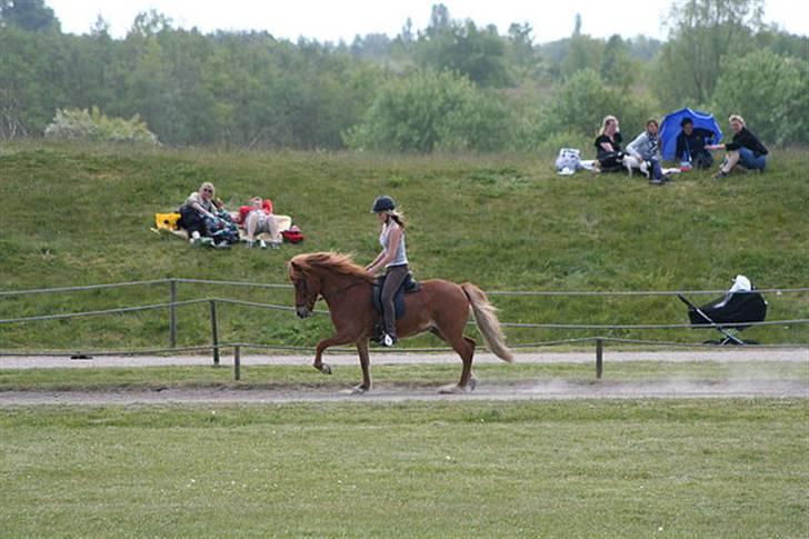 Islænder Bjarni fra Søsum - Trav - Pytlas forrårsstævne 08 billede 13