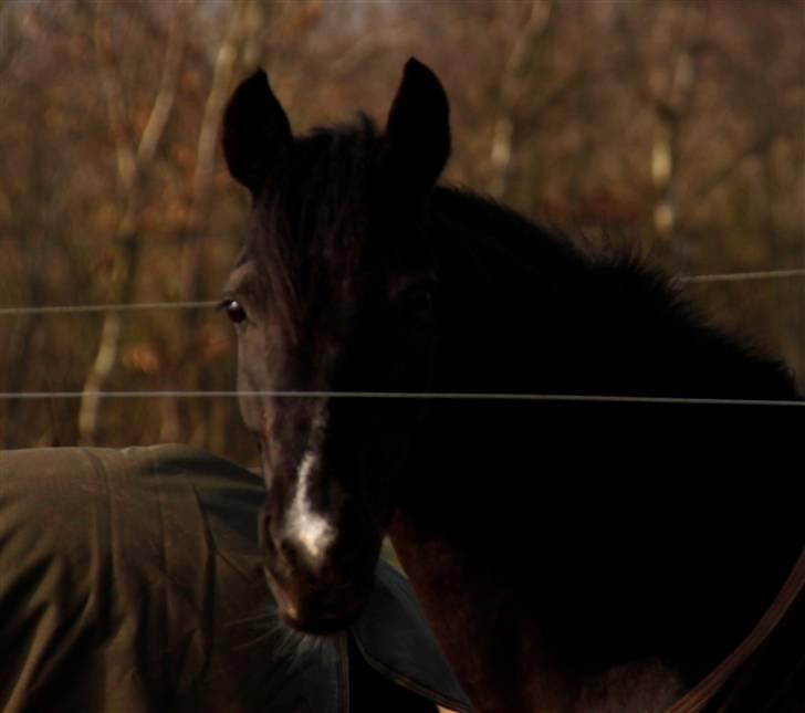 Anden særlig race Torpegårds Master SOLGT / - NYT billede 12