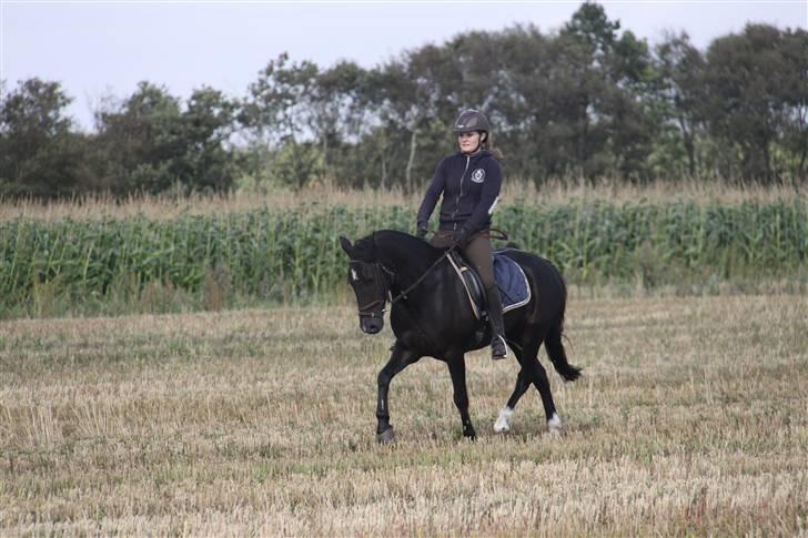 Anden særlig race Torpegårds Master SOLGT / billede 13