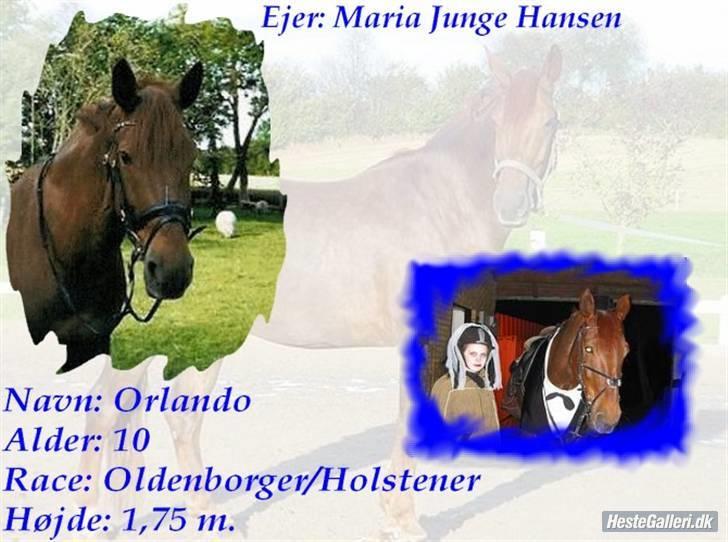 Anden særlig race orlando - min olde billede 1