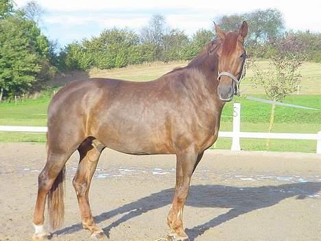 Anden særlig race orlando - hvor ser jeg fin ud!! billede 2